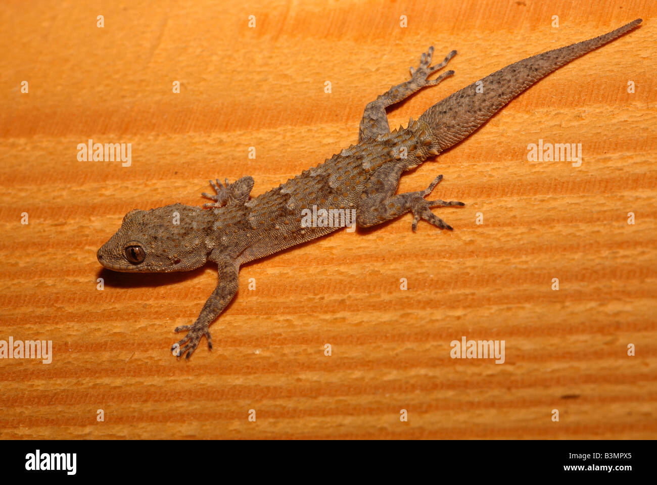 Cyrtopodion kotschyi Gecko s Kotschy Péloponnèse, Grèce Banque D'Images