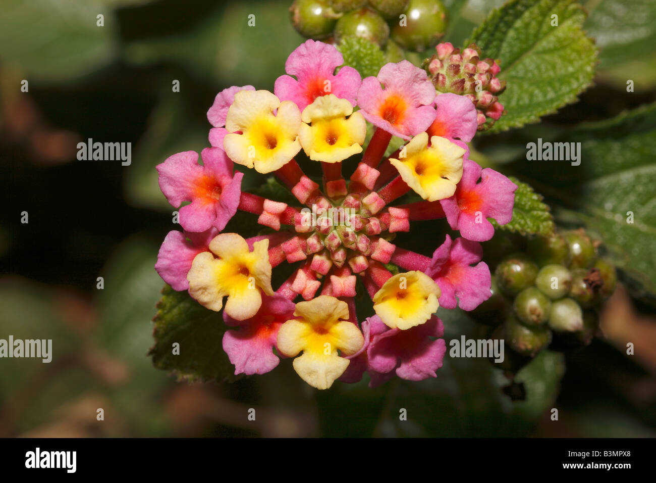 Lantana camara Verbenaceae famille Banque D'Images