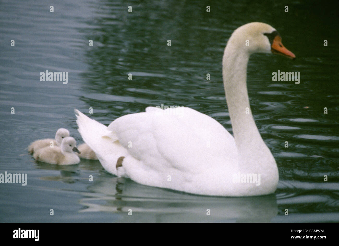 Cygne MUET AVEC IMPRIMÉ YOUNG (Cygnus olor) Banque D'Images