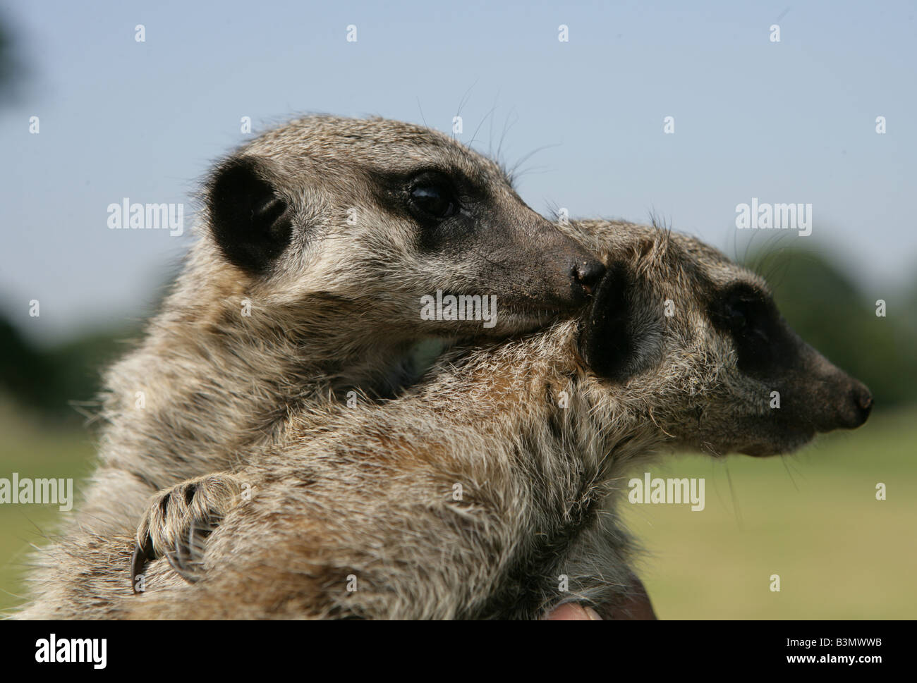 Deux jeunes suricates lieu Banque D'Images