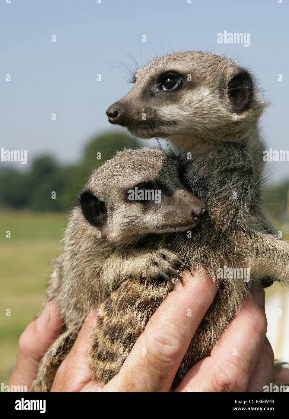 Deux jeunes suricates lieu Banque D'Images