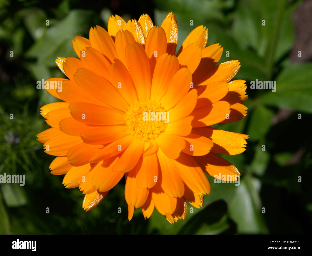 Bluehende Ringelblume, Calendula officinalis Pot Marigold plante médicinale Banque D'Images