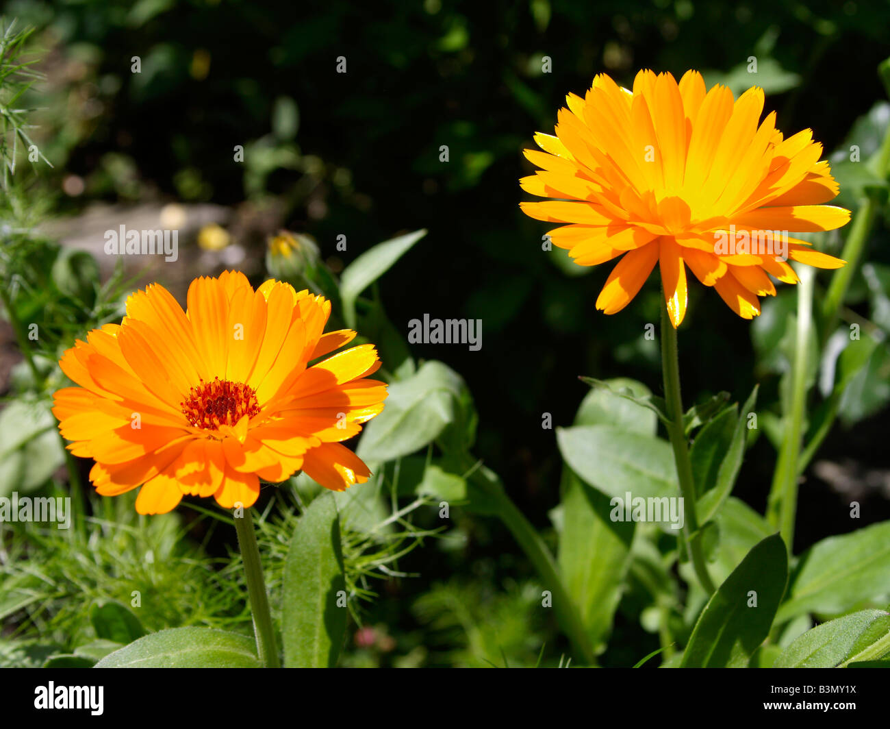 Bluehende Ringelblume, Calendula officinalis Pot Marigold plante médicinale Banque D'Images