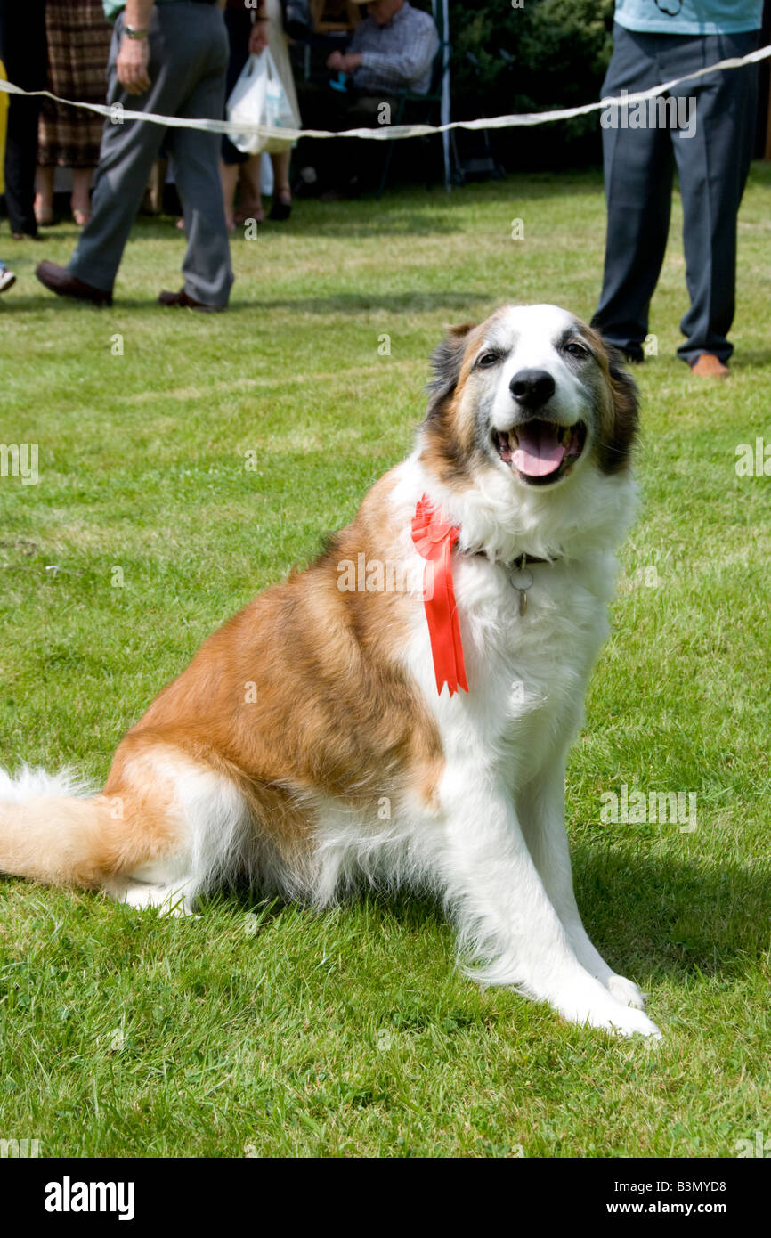 Lauréat à fête du village dog show, Thaxted, Wiltshire Banque D'Images