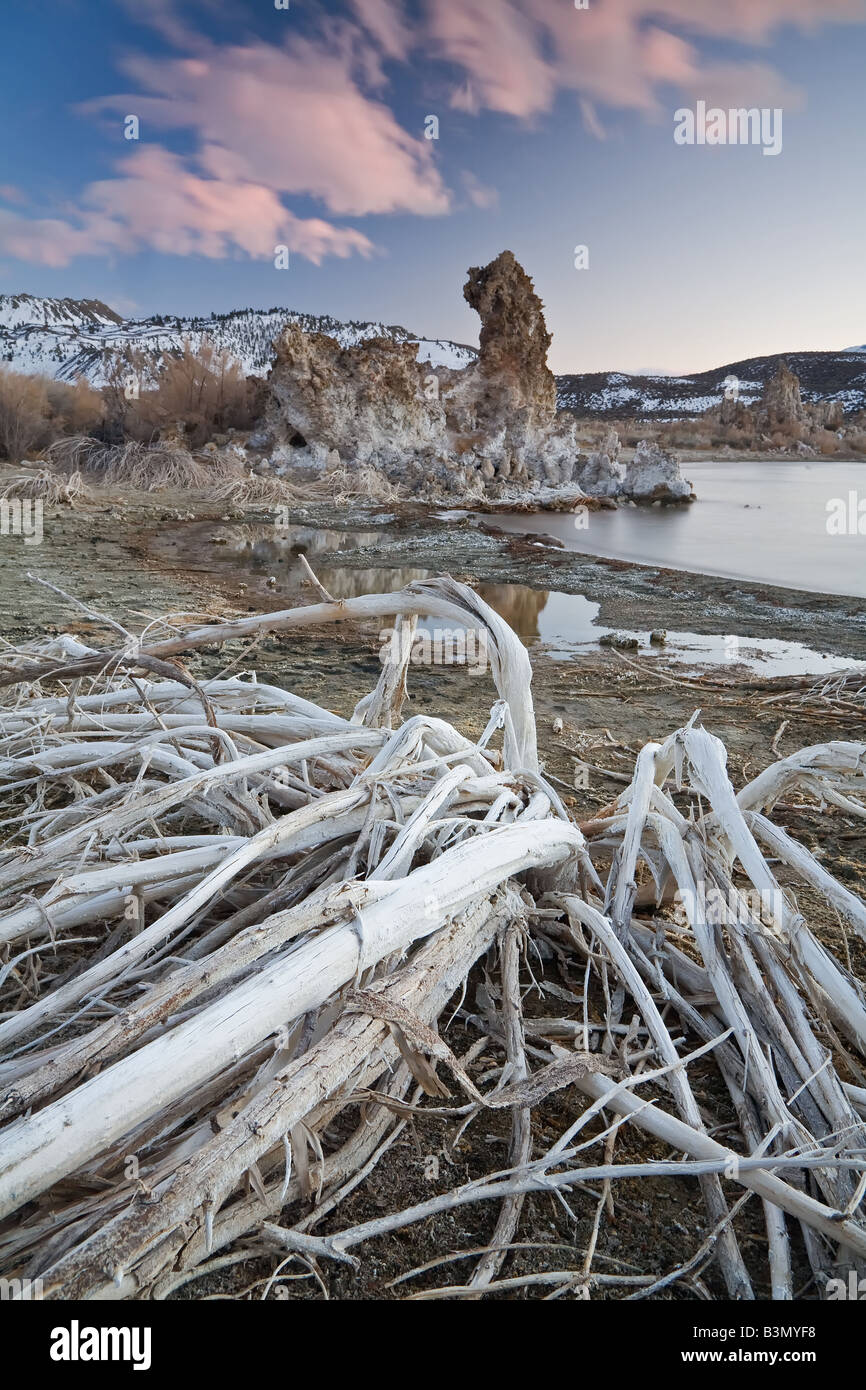 Plantes sèches en plomb tufas de Mono Lake à l'aube. Banque D'Images