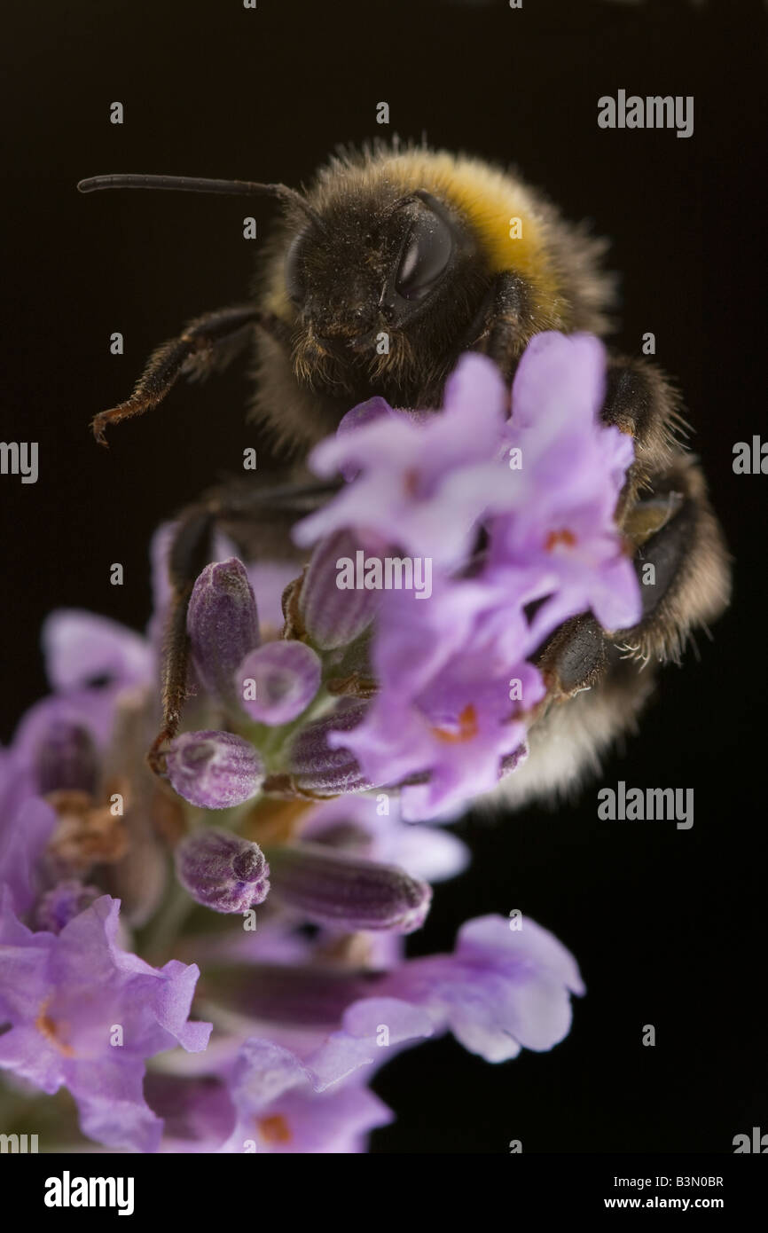 Bumblebee, Bombus terrestris, visiter la lavande Banque D'Images