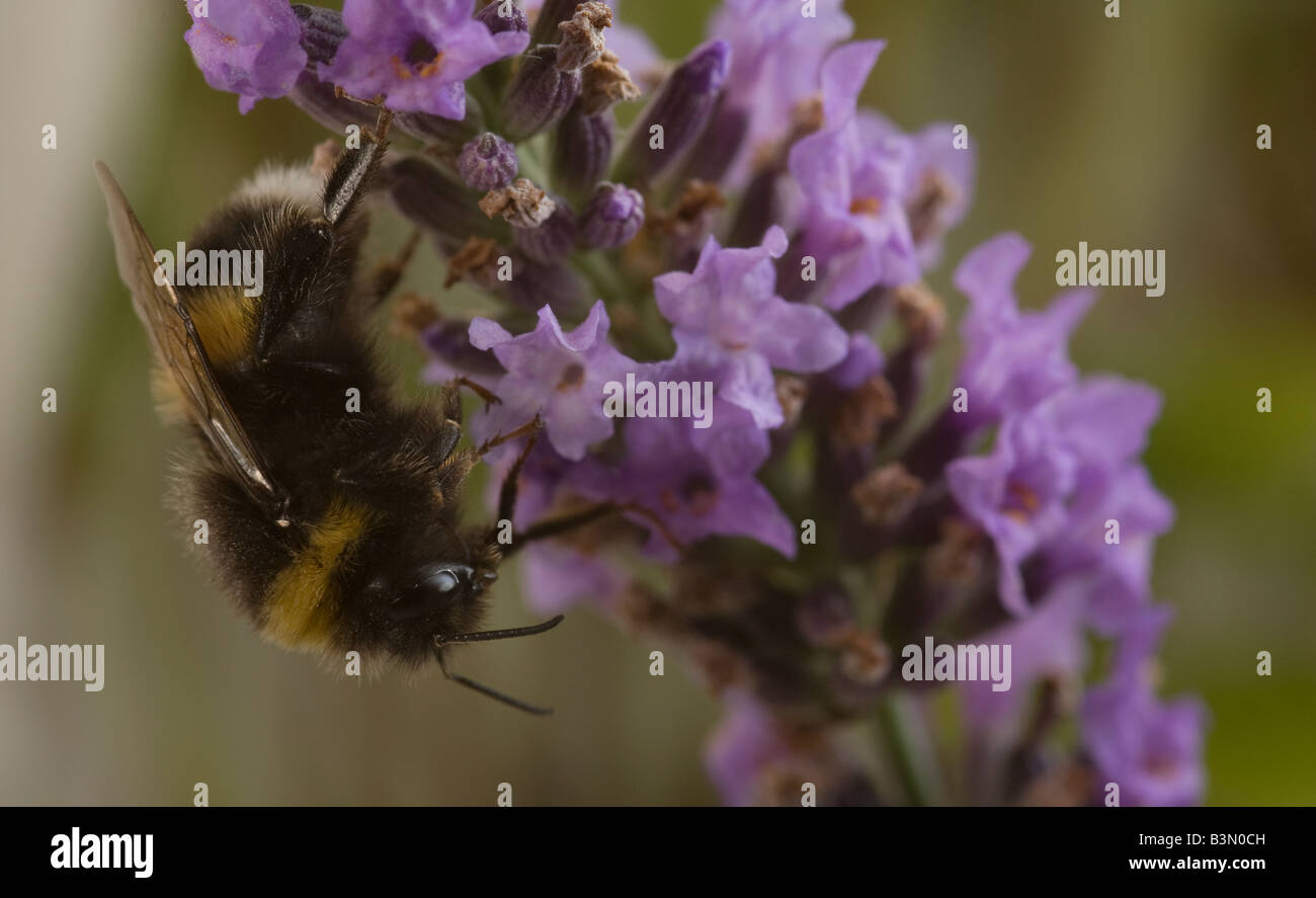 Bumblebee, Bombus terrestris, visiter la lavande Banque D'Images