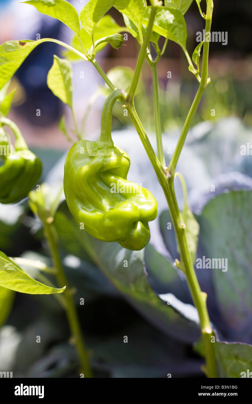 Epcot Flower and Garden Show Epcot Center Walt Disney World Orlando Floride plantes Fleurs Banque D'Images