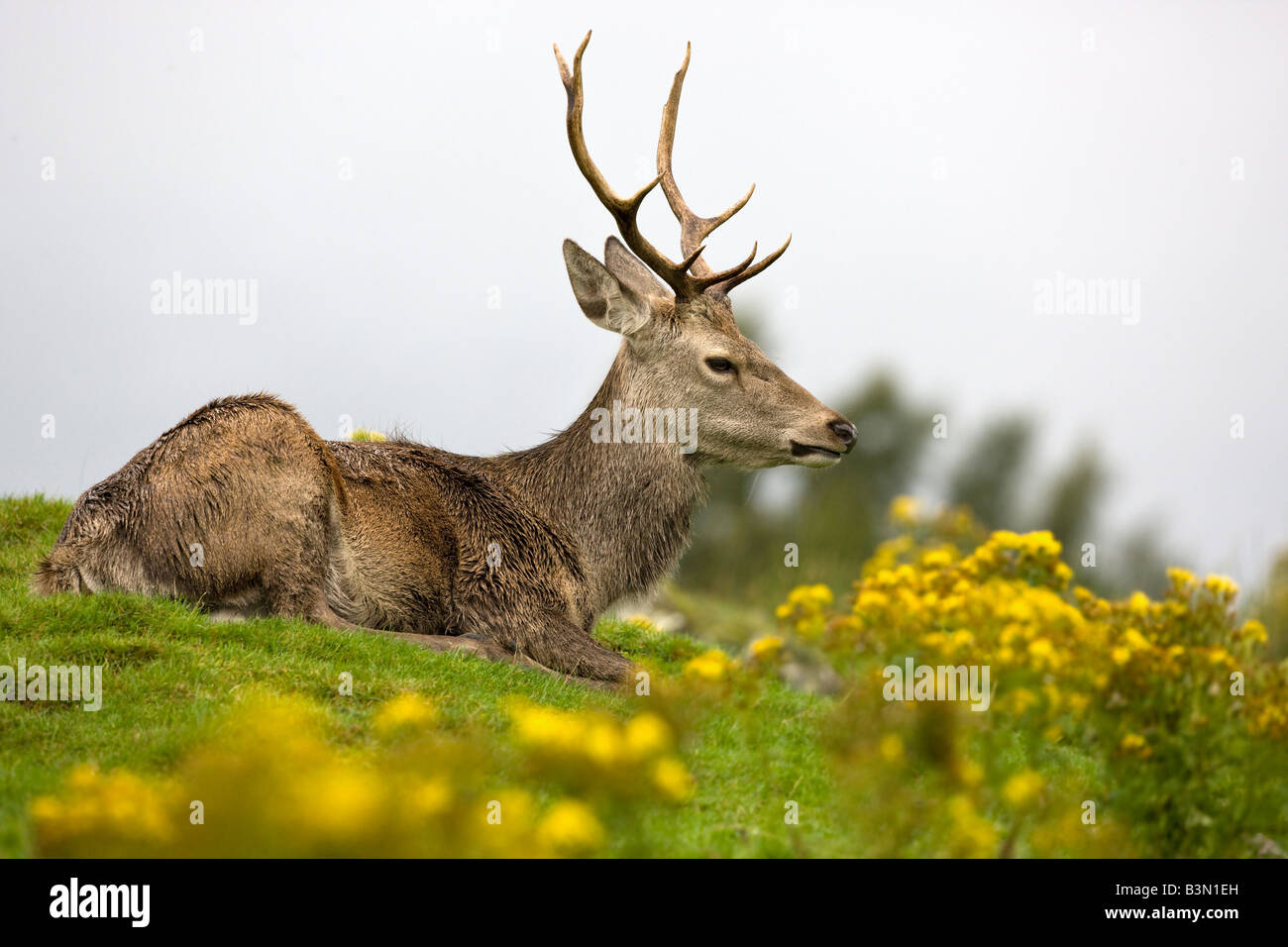 Red Deer - Cervus elaphus - dans les Highlands écossais Banque D'Images
