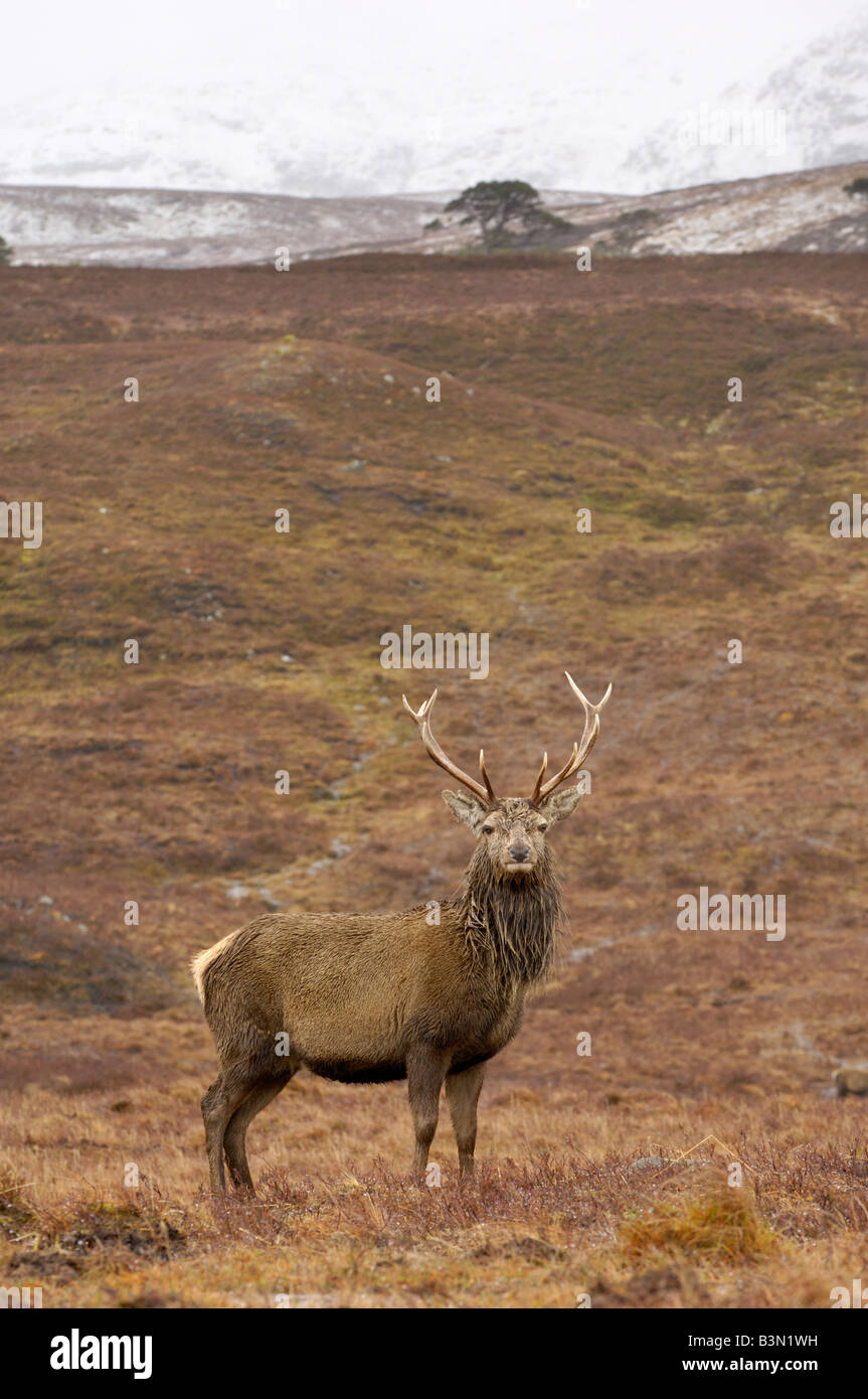 Red Deer stag dans les Highlands, Glen Lyon, Perth et Kinross, Scotland Banque D'Images
