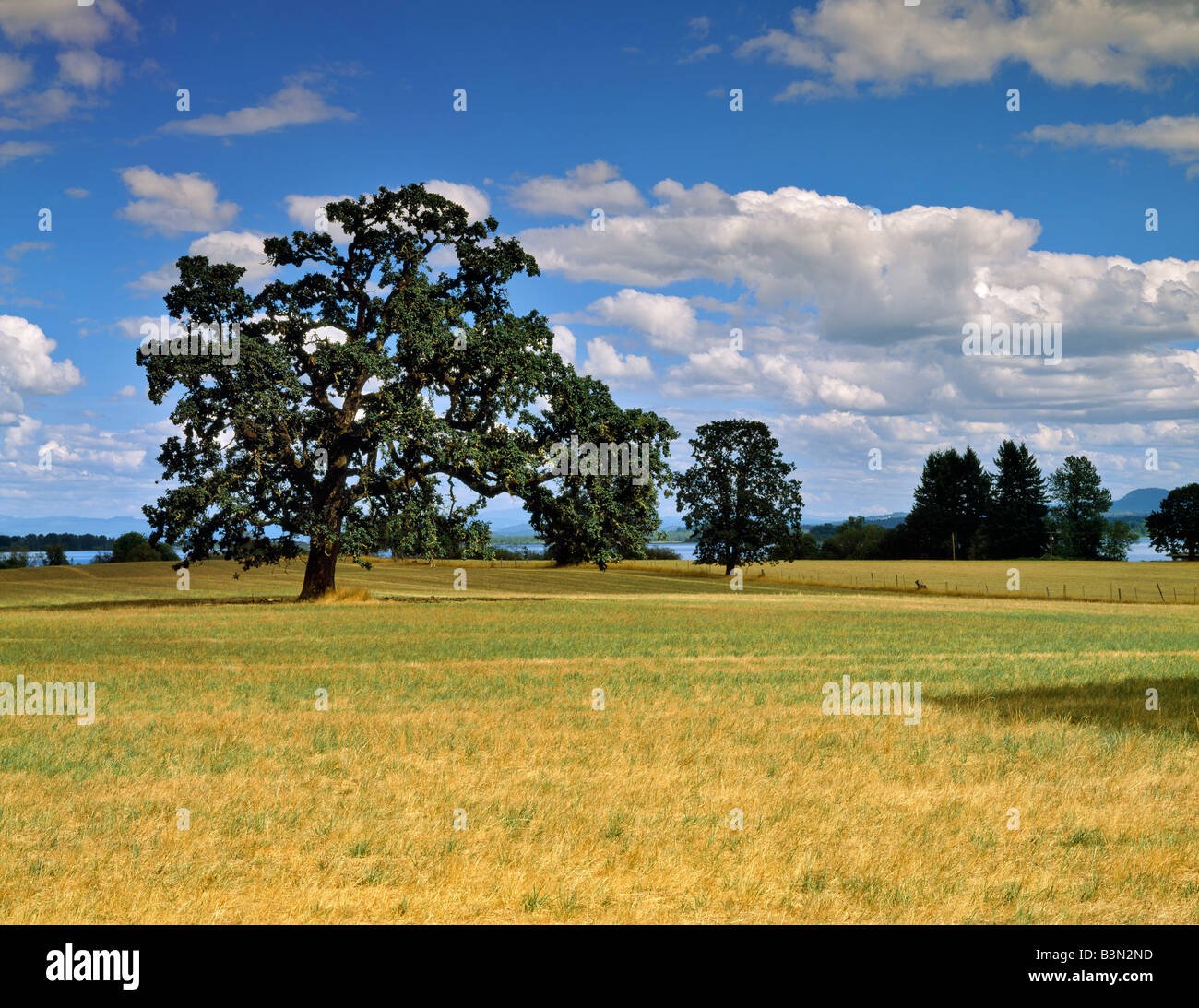 Pâturage avec des arbres de chêne Fern Ridge Reservoir en arrière-plan de l'Oregon Banque D'Images