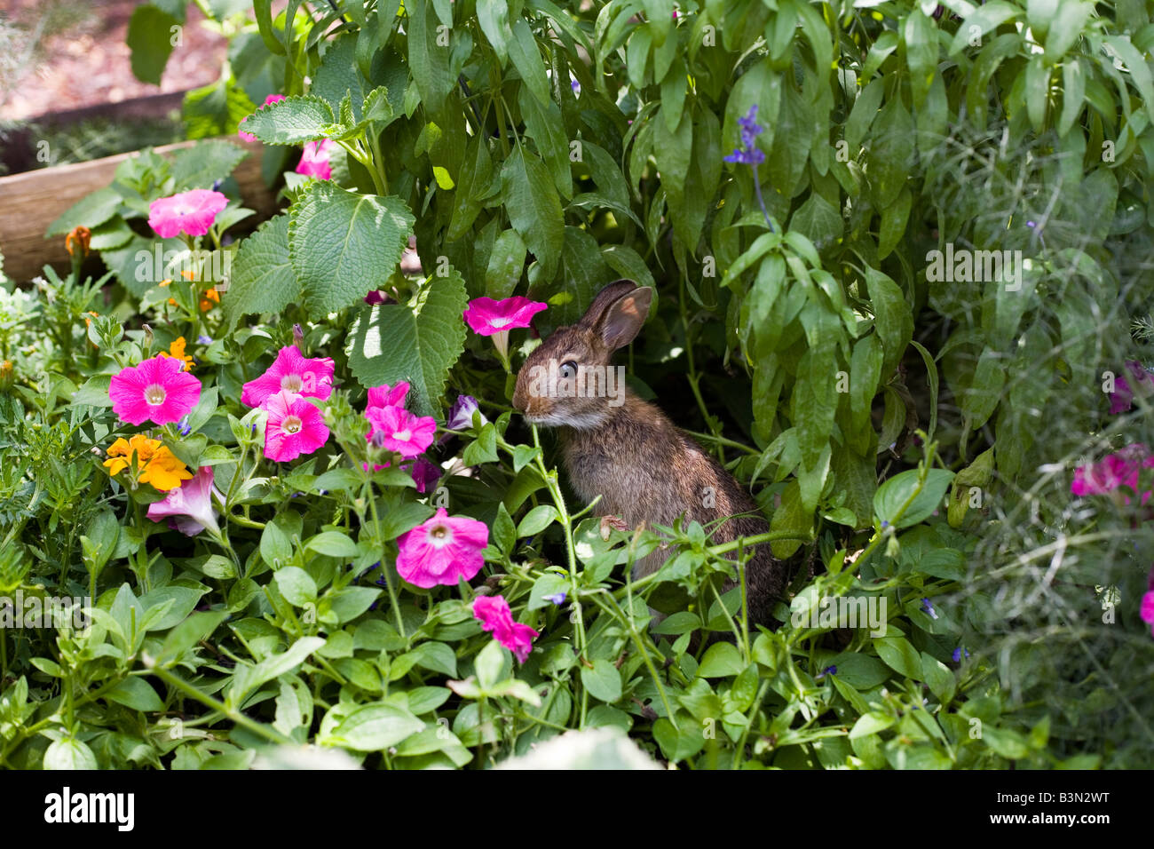 Epcot Flower and Garden Show Epcot Center Walt Disney World Orlando Floride plantes Fleurs Banque D'Images