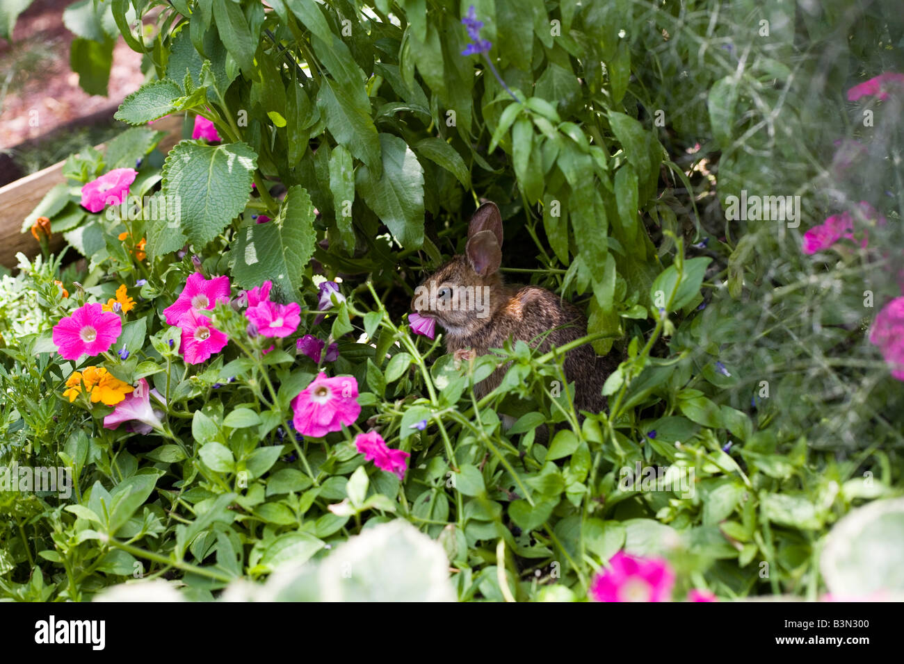 Epcot Flower and Garden Show Epcot Center Walt Disney World Orlando Floride plantes Fleurs Banque D'Images