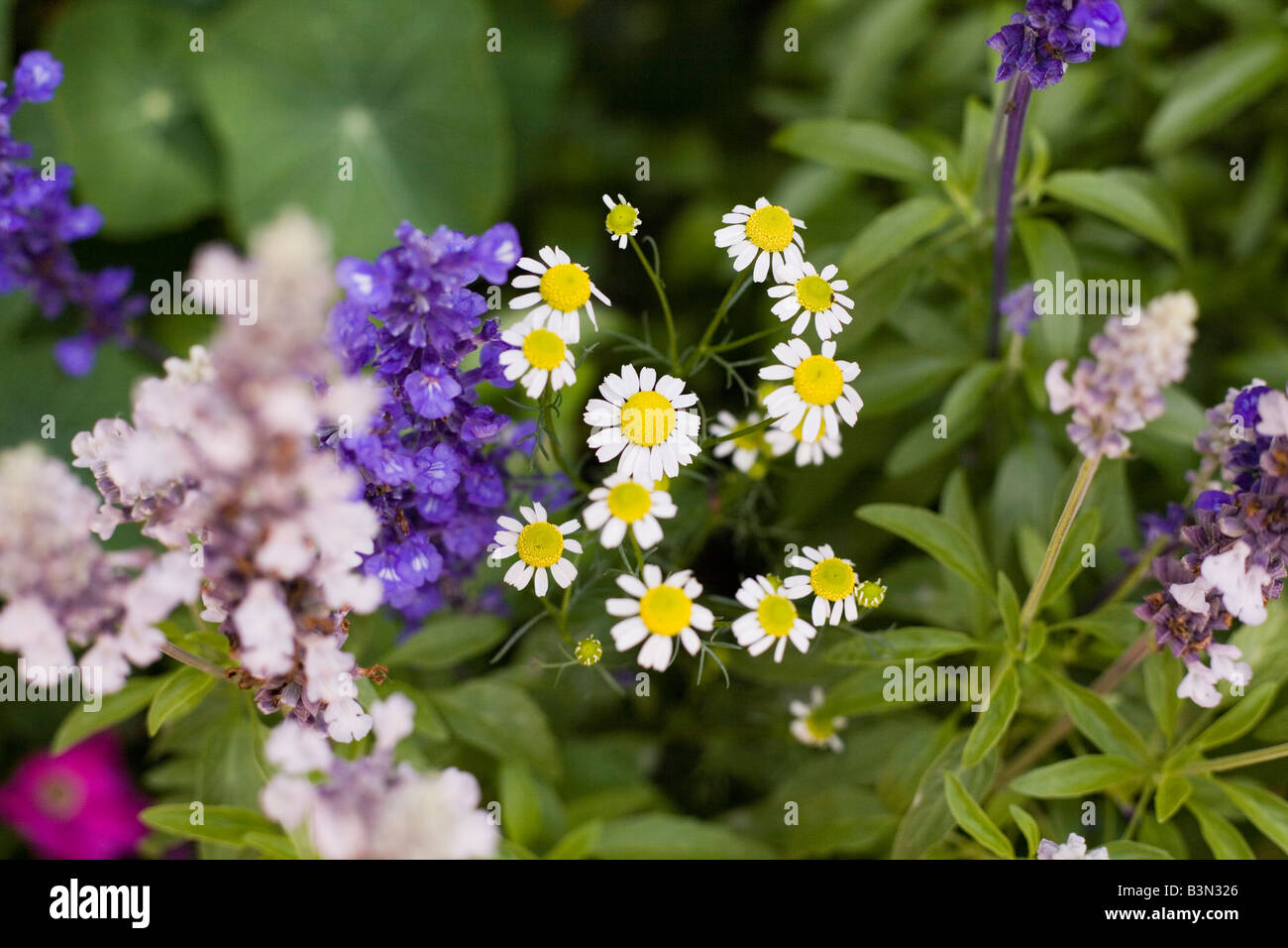 Epcot flower and garden show epcot center walt disney World Orlando Floride plantes Fleurs Banque D'Images
