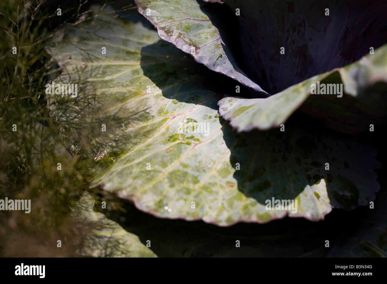 Epcot flower and garden show epcot center walt disney World Orlando Floride plantes Fleurs Banque D'Images