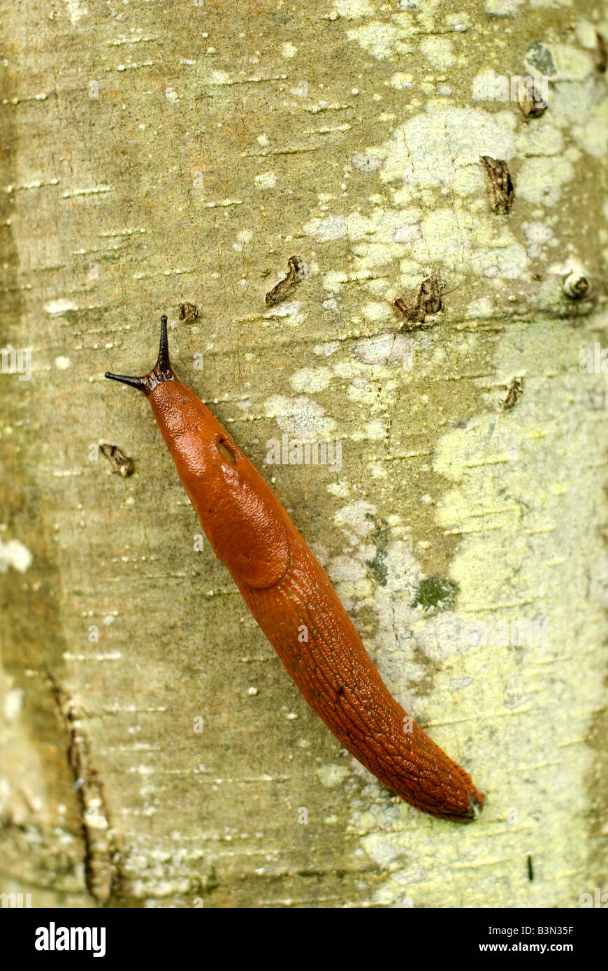 Limace rouge monter sur un tronc d'arbre. Latin : Arion rufus Banque D'Images