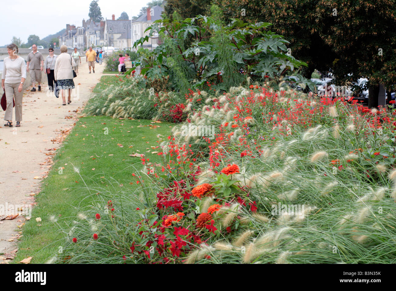 Les plantations d'agrément MUNICIPAL À AMBOISE LOIRE VALLEY EN UTILISANT PENNISETUM VILLOSUM NICOTIANA X SANDERAE ET Salvia Coccinea Banque D'Images