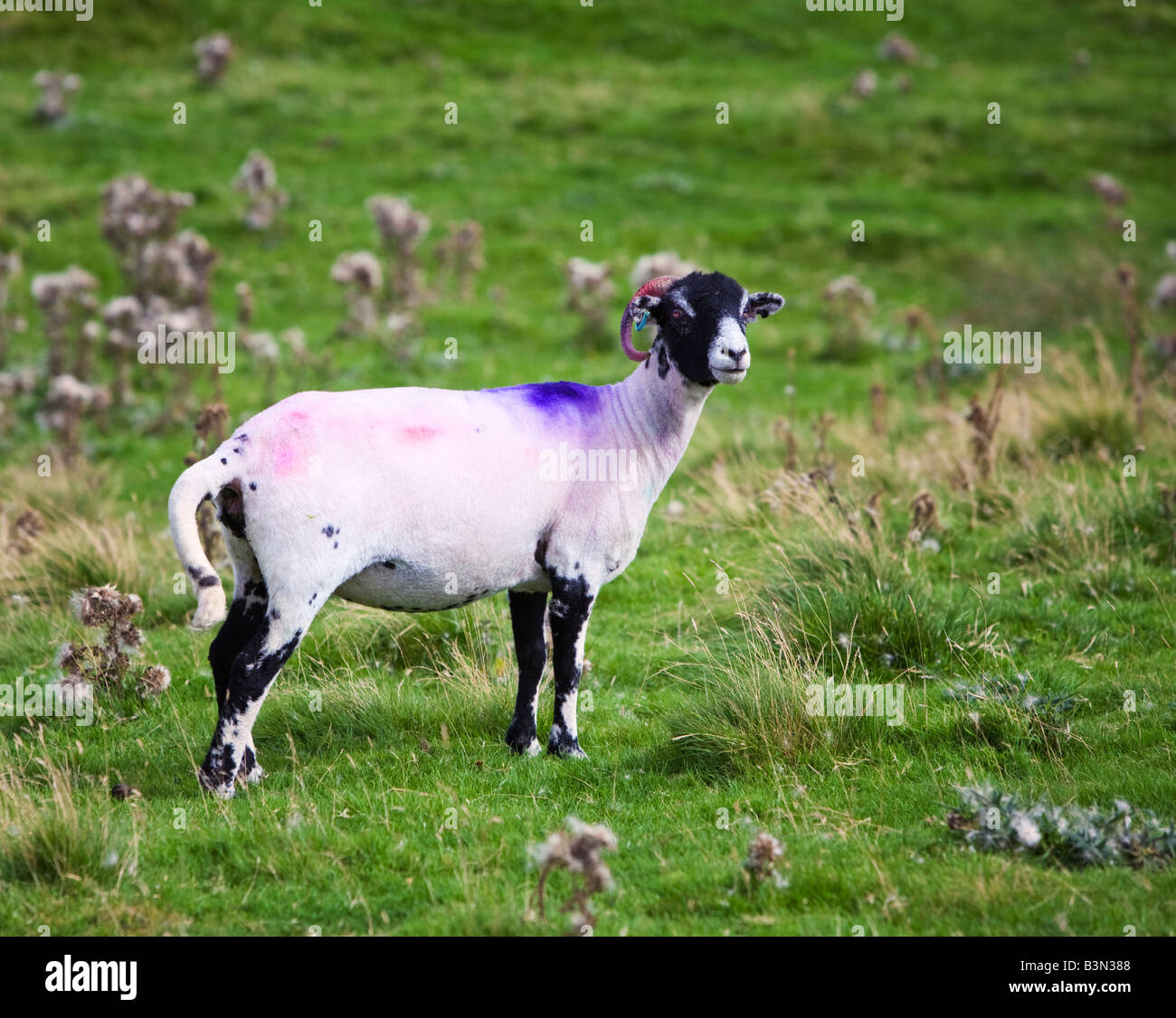 Moutons Swaledale, Cumbria, England, UK Banque D'Images