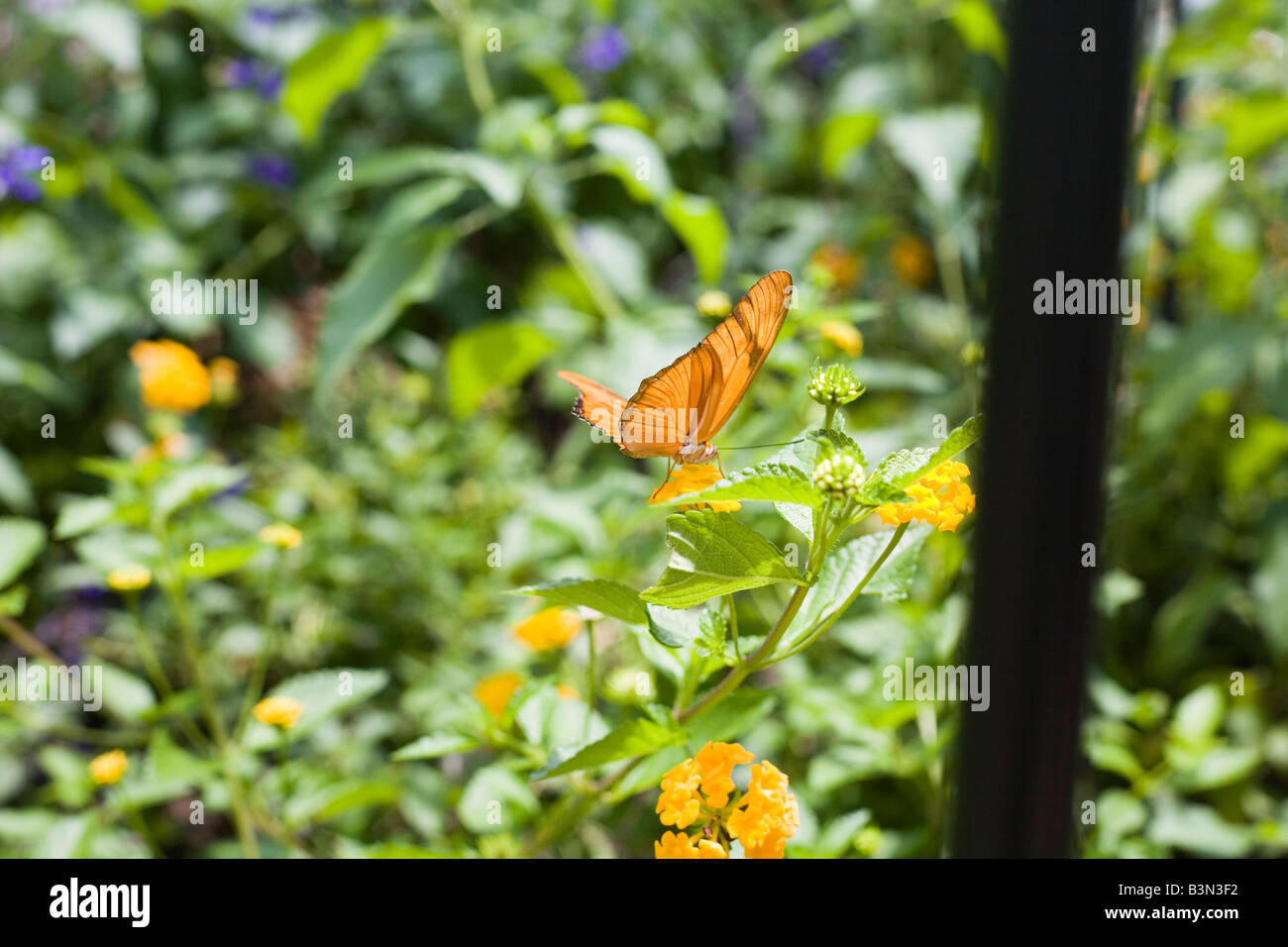 Epcot flower and garden show epcot center walt disney World Orlando Floride plantes Fleurs Banque D'Images