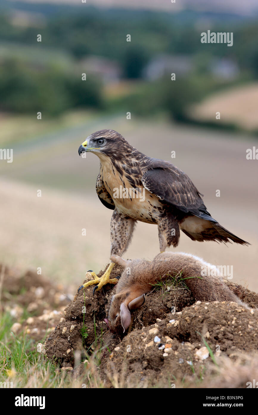 Buzzard Buteo buteo avec Lapin Therfield Hertfordshire Banque D'Images