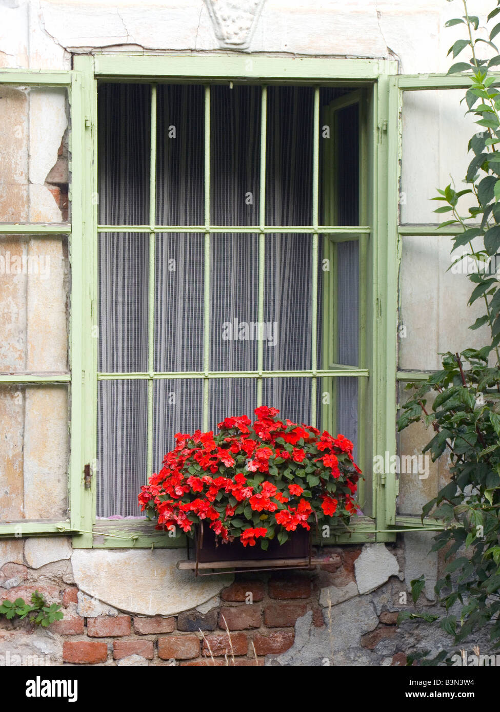 Fleur rouge sur bush vieille fenêtre verte Banque D'Images
