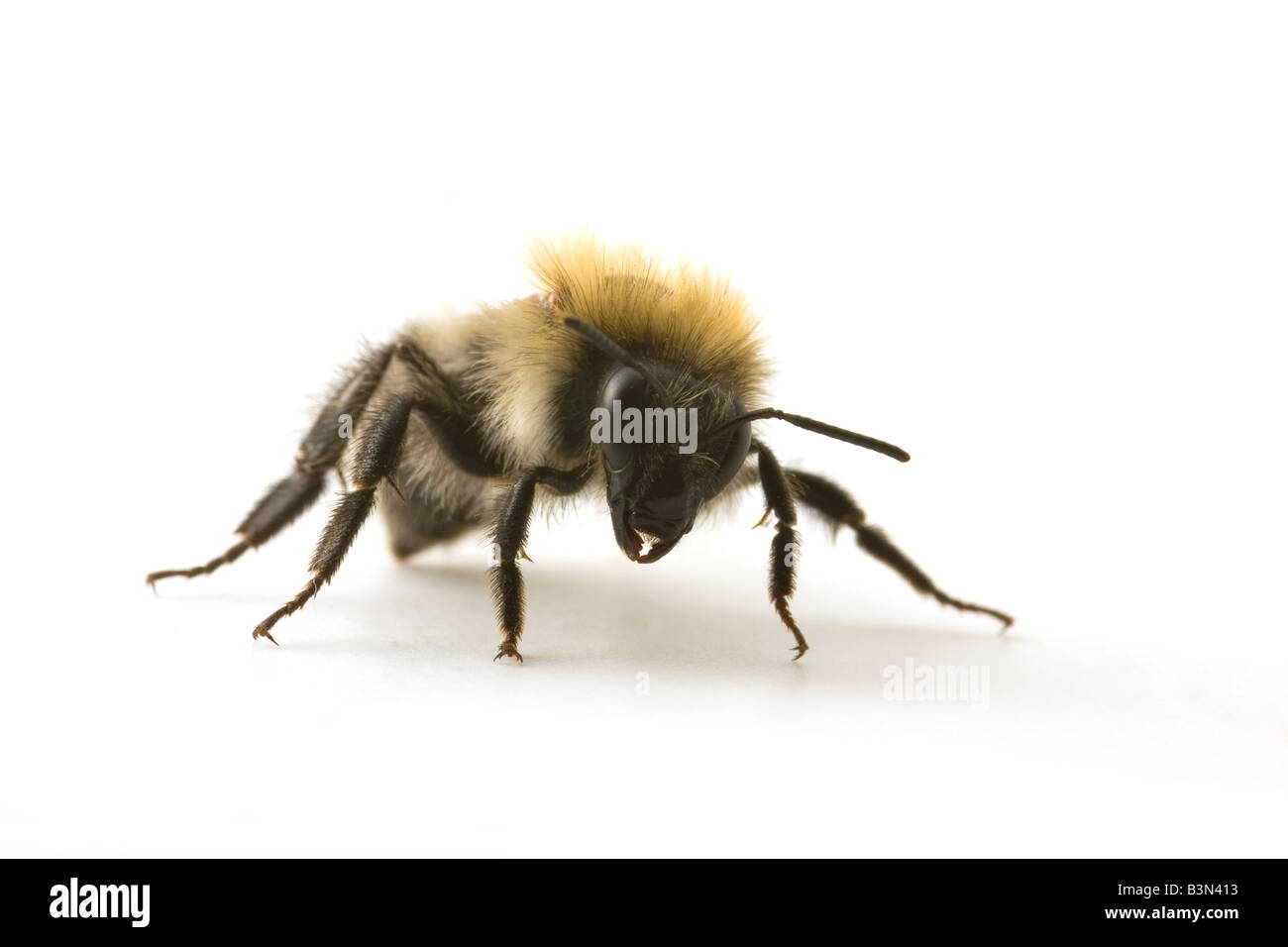 Portrait d'une abeille, Apis mellifera. Banque D'Images