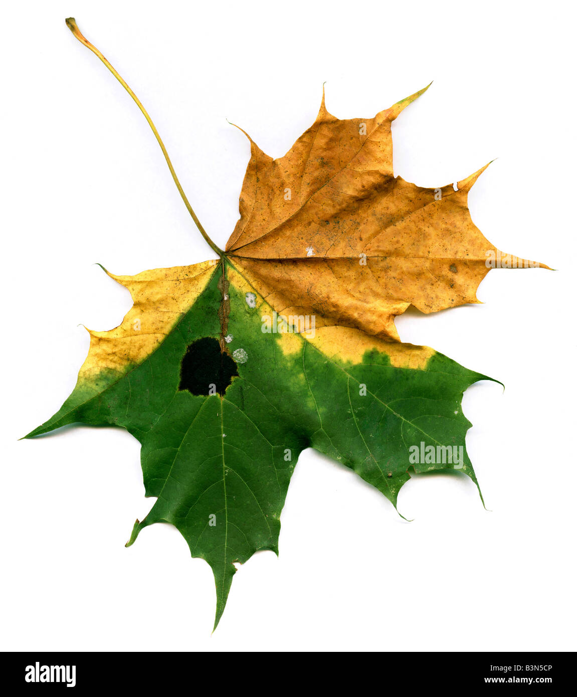 Érable de Norvège (Acer) planoides, Close up Banque D'Images