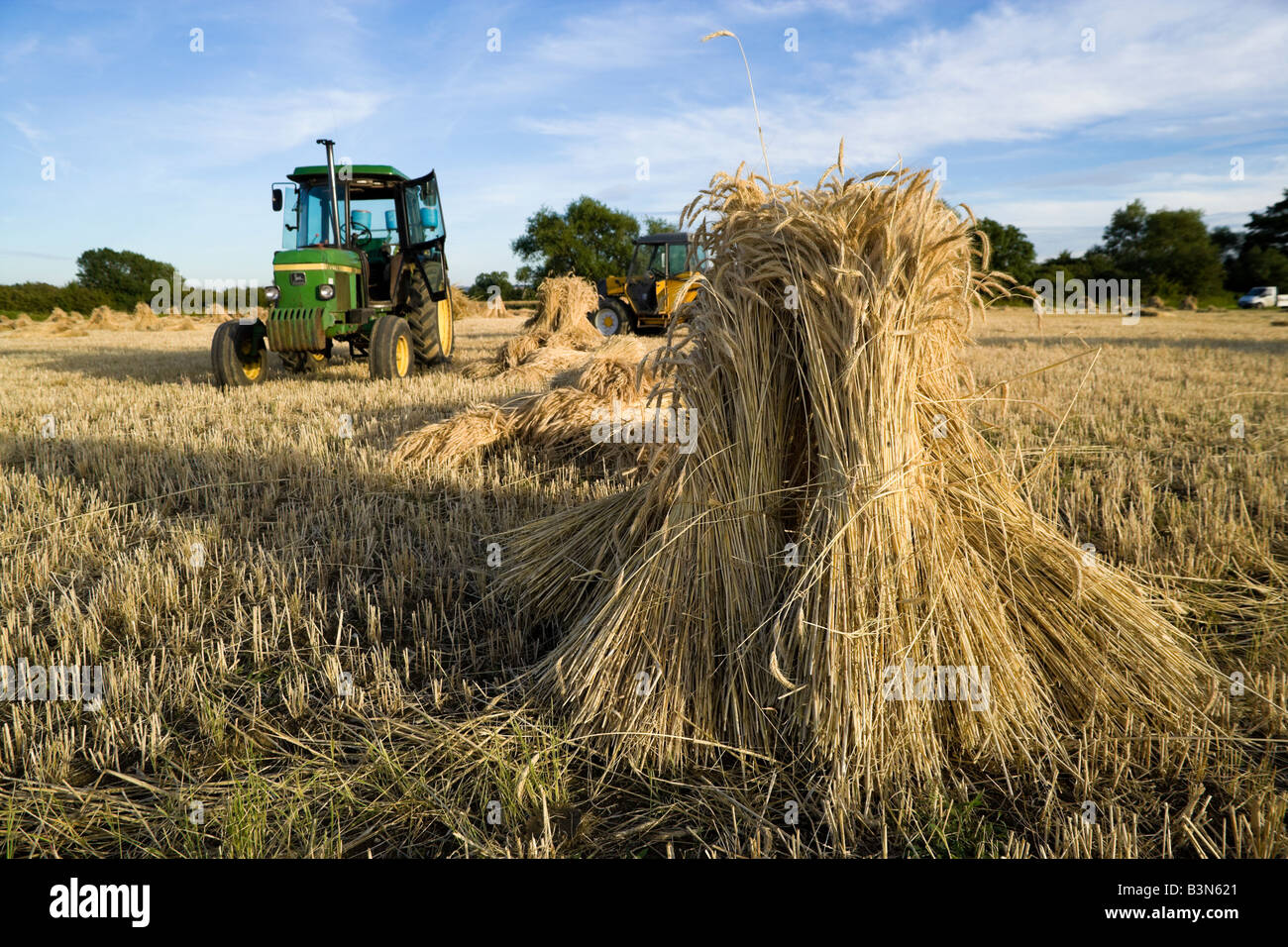 Champ de blé de l'Oxfordshire avec le séchage des récoltes à longue tige en gerbes ou meules pour l'utiliser comme couverture de chaume. Banque D'Images