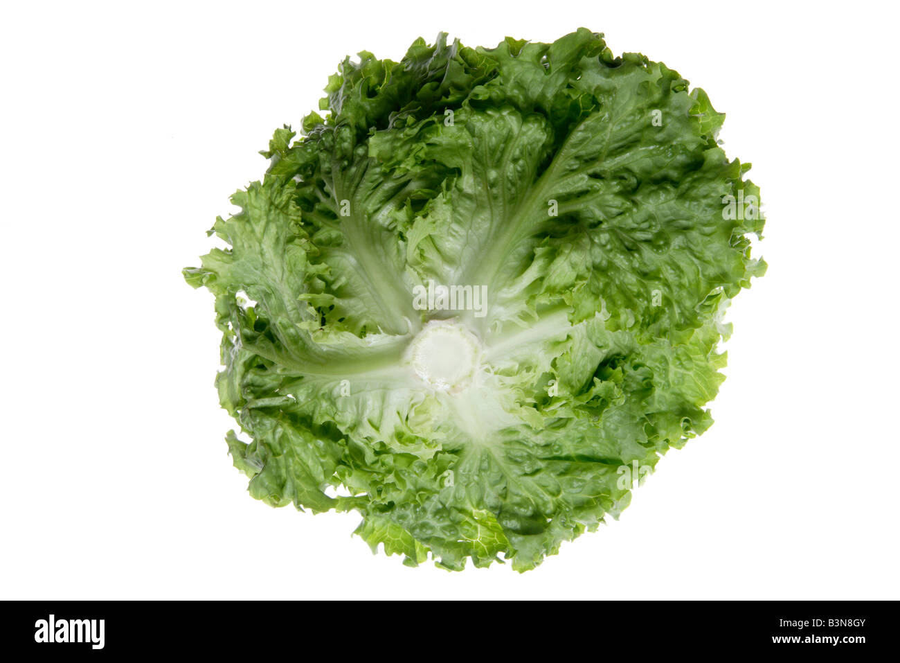 La laitue (Lactuca sativa var. capitata), close up Banque D'Images