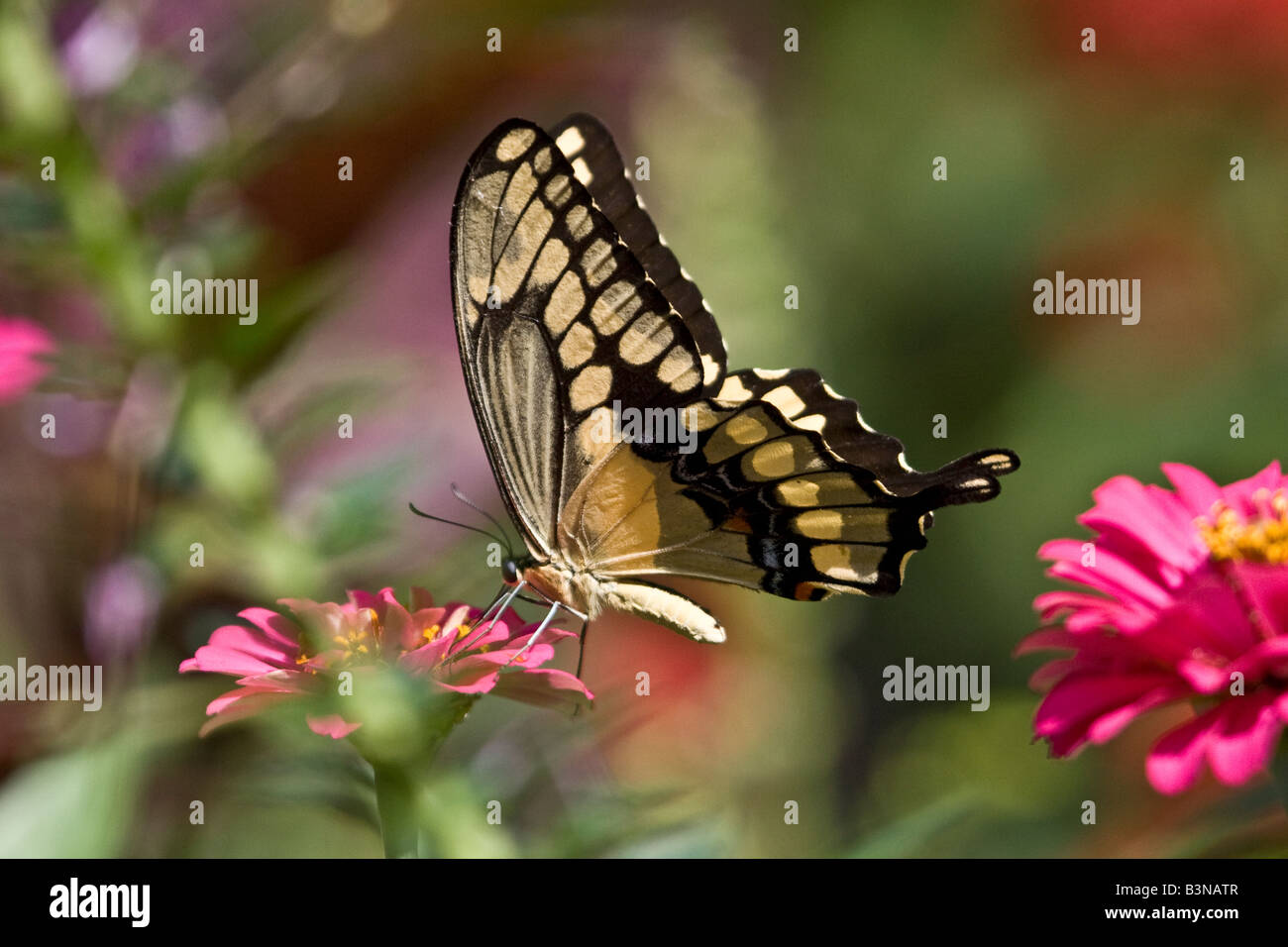 Giant Swallowtail Butterfly, Papilio cresphontes, l'alimentation avec les ailes repliées. Exécutez Leamings Gardens, Cape May Courthouse, NJ, USA Banque D'Images