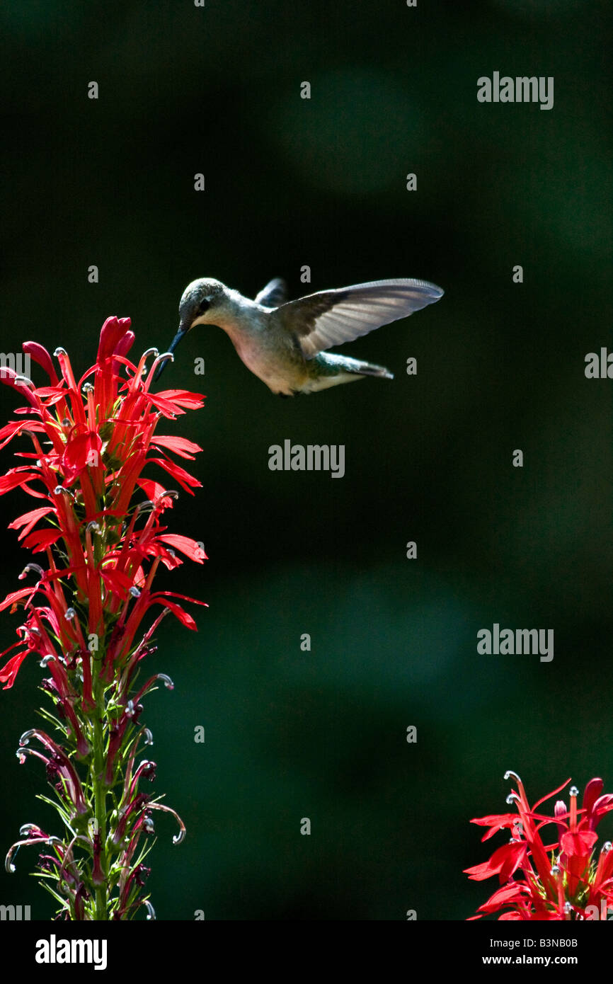 Colibri à gorge rubis oscillant autour de fleurs rouges Banque D'Images