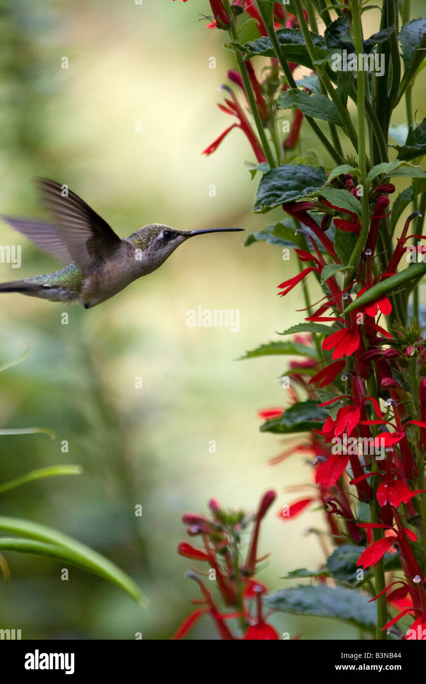 Colibri à gorge rubis planant Banque D'Images