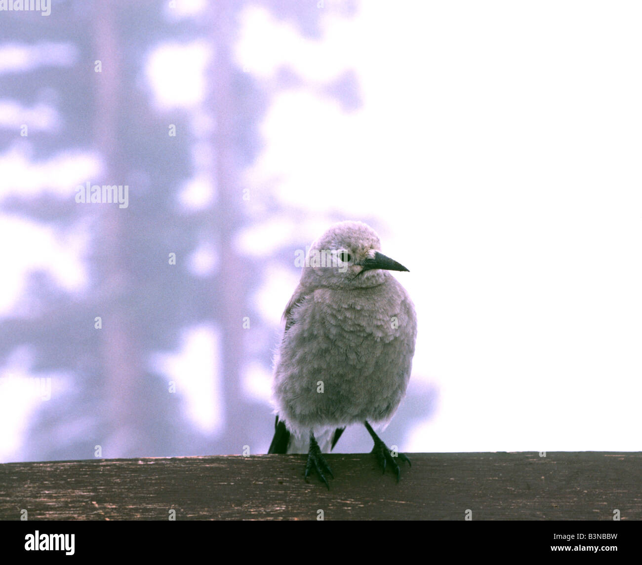 Clark s Casse-noisette Nucifraga columbiana sur neige Crater Lake National Park Utah Banque D'Images