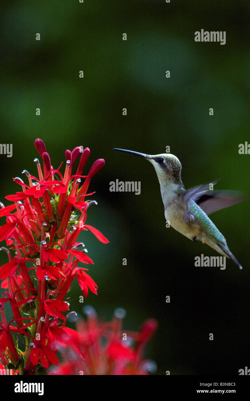 Colibri à gorge rubis oscillant autour de fleurs rouge cardinal Banque D'Images