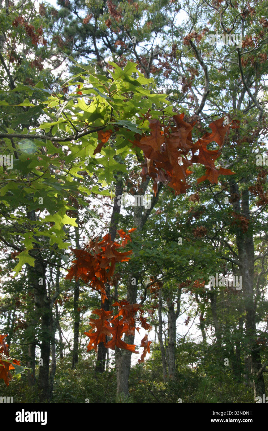 Dommages aux arbres en chêne rouge en raison de la Couvée XIV cigales à Falmouth, Massachusetts. Banque D'Images