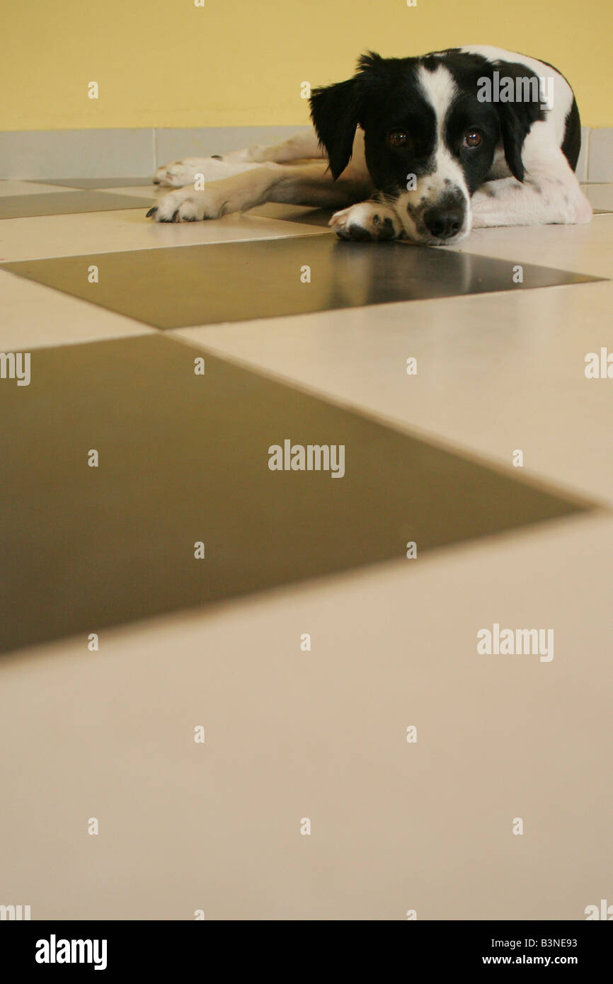 Chien Noir et blanc sur un sol à damiers Banque D'Images