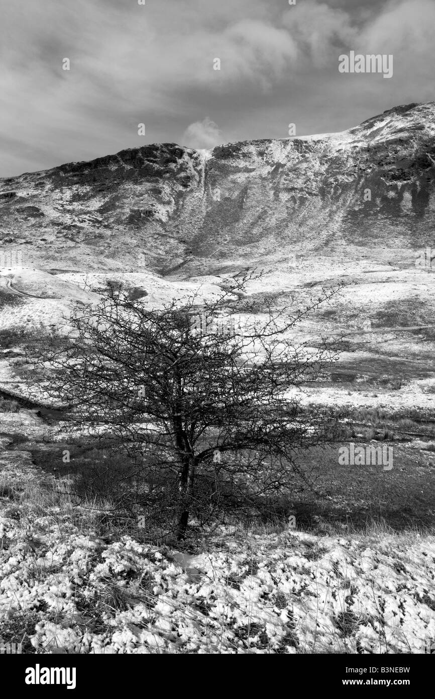 Arbre d'hiver de neige paysage de Cumbrie en monochrome Banque D'Images