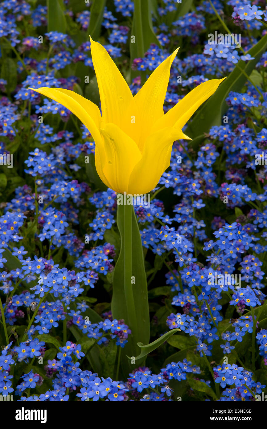 Bleu et jaune dans un jardin de fleurs pays cheshire Banque D'Images