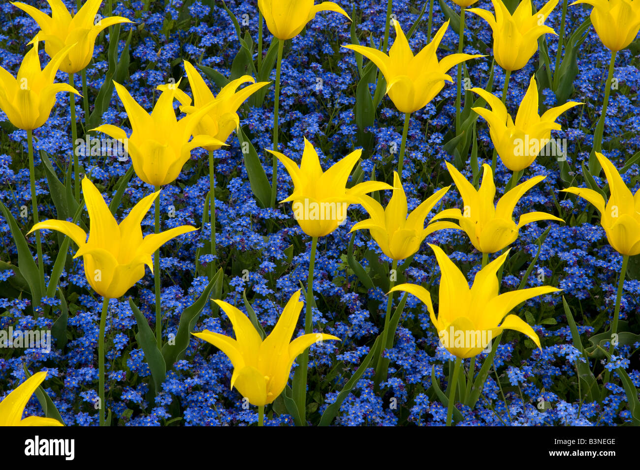 Bleu et jaune flower design dans cheshire jardin Banque D'Images