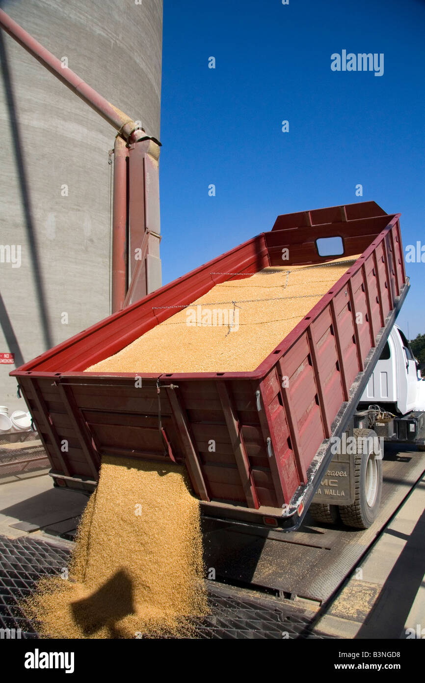 Déchargement de camions de blé récolté dans la Mission de l'Oregon Banque D'Images