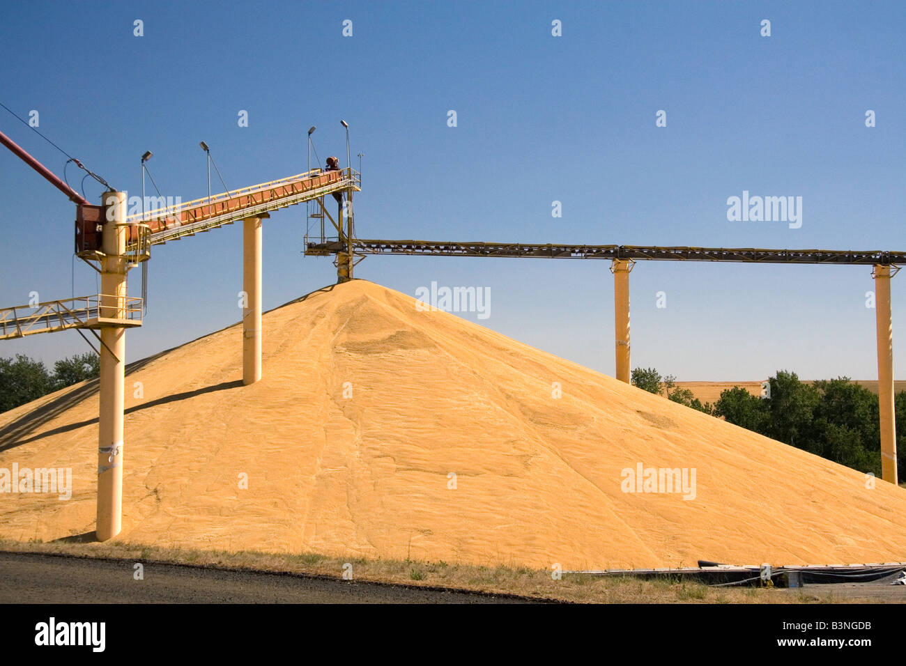 Gros tas de blé récoltés lors d'une installation de stockage dans la Mission de l'Oregon Banque D'Images