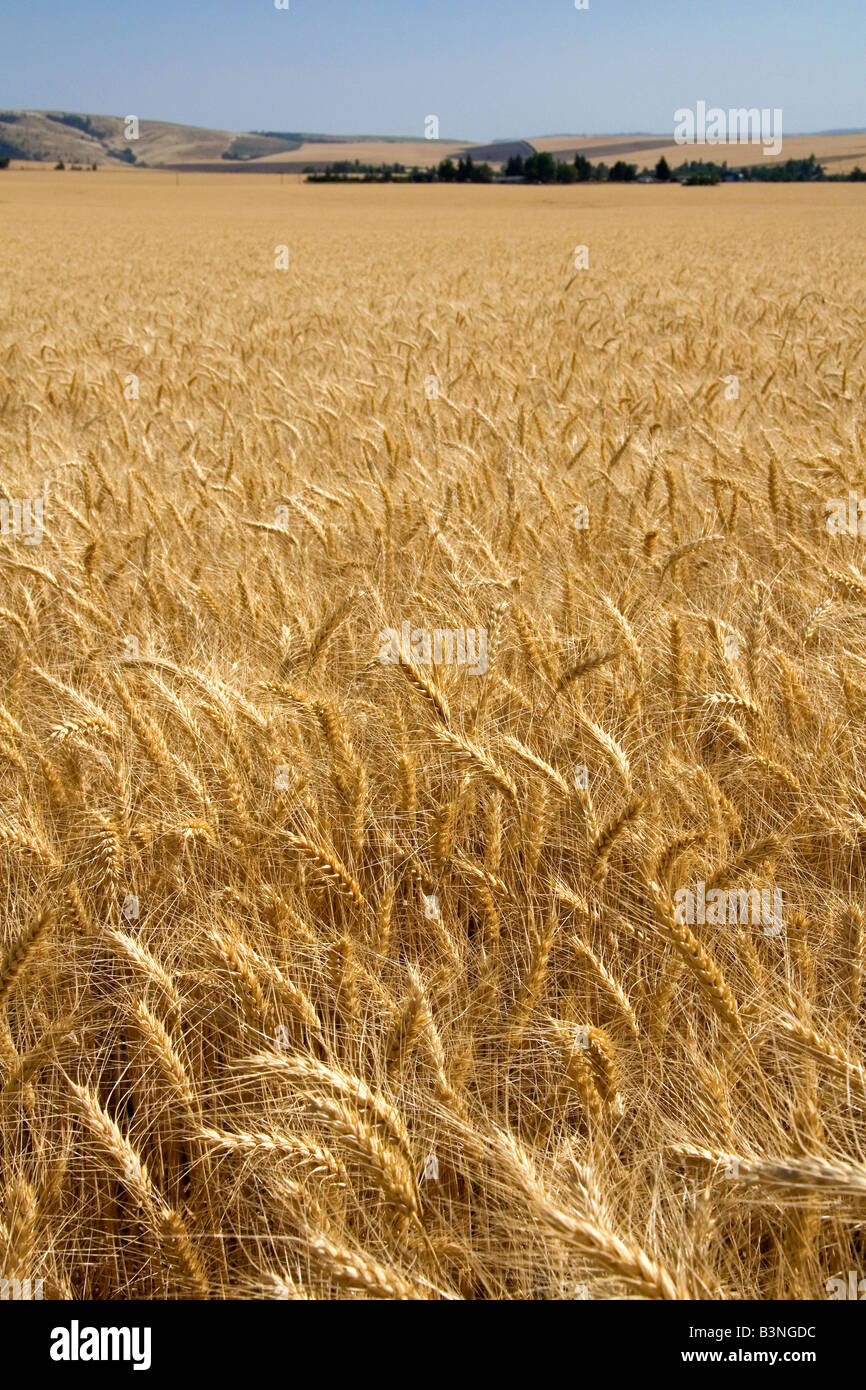 Domaine du blé mûr près de Milton Freewater Oregon Banque D'Images