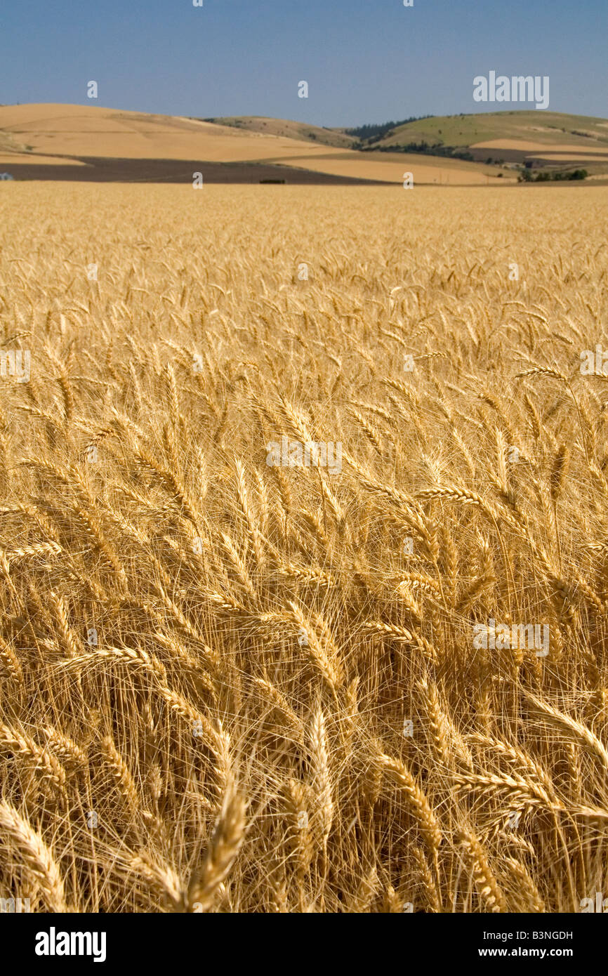 Domaine du blé mûr près de Milton Freewater Oregon Banque D'Images
