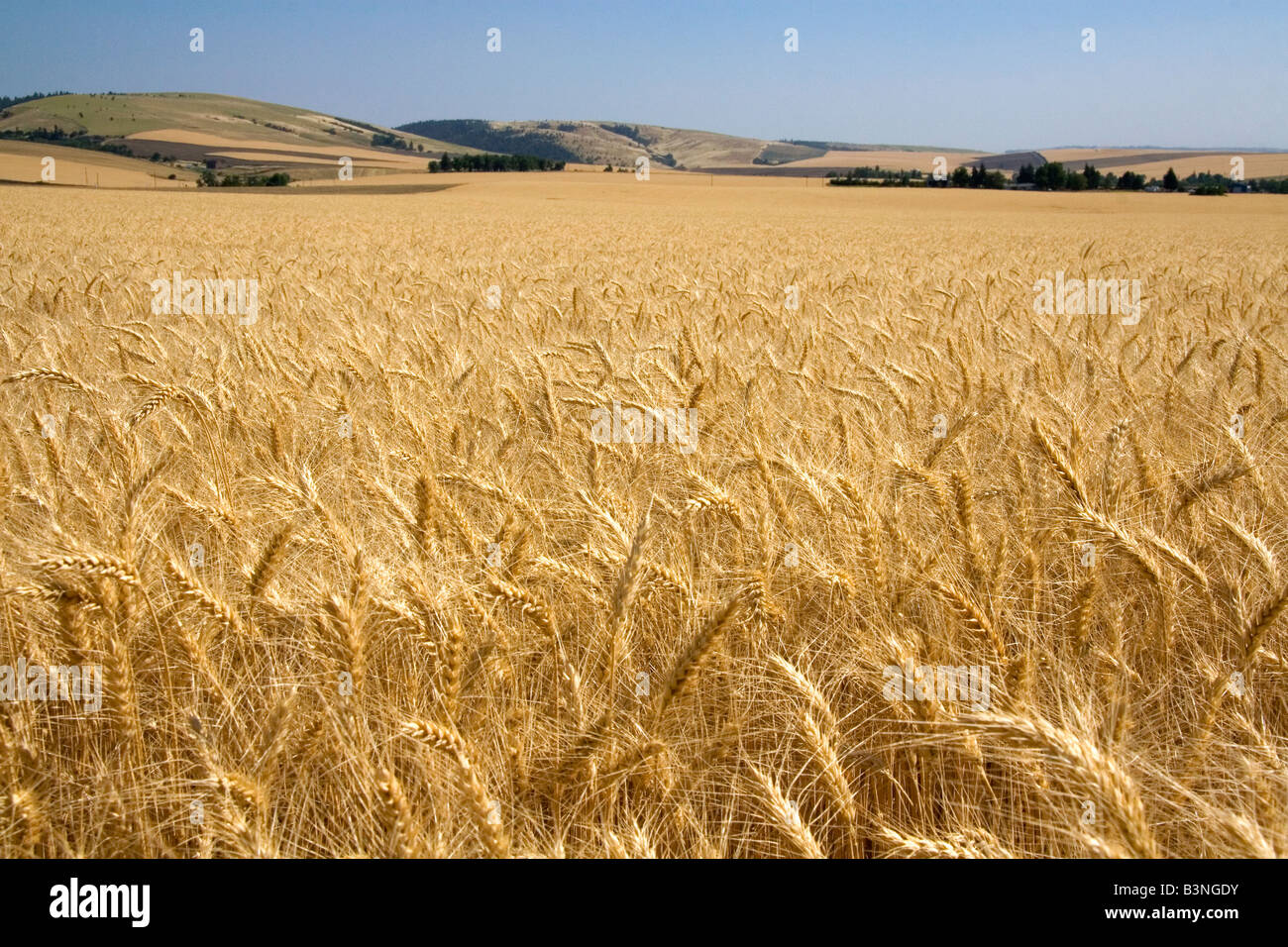 Domaine du blé mûr près de Milton Freewater Oregon Banque D'Images