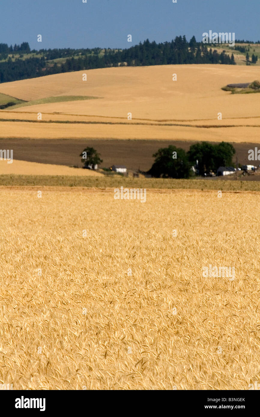 Domaine du blé mûr près de Milton Freewater Oregon Banque D'Images