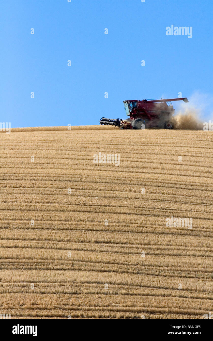 Combiner la récolte de blé mûrs dans l'Est du Washington Banque D'Images