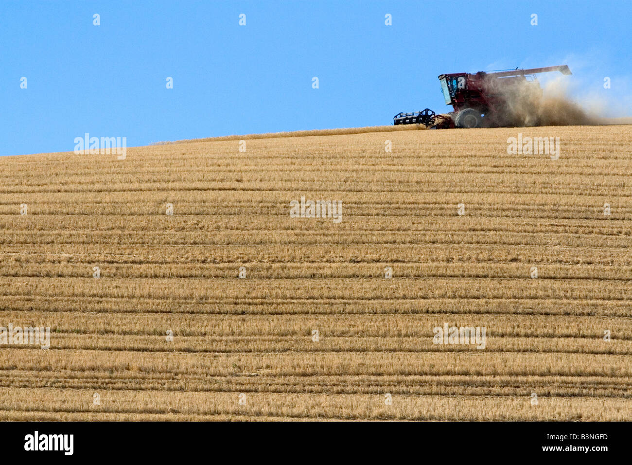 Combiner la récolte de blé mûrs dans l'Est du Washington Banque D'Images