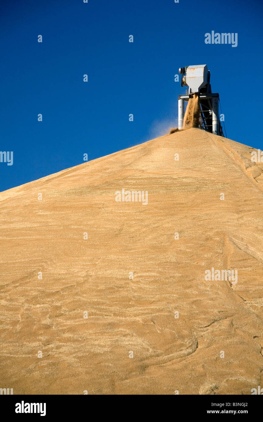 Gros tas de blé récoltés à Washington Pasco Banque D'Images