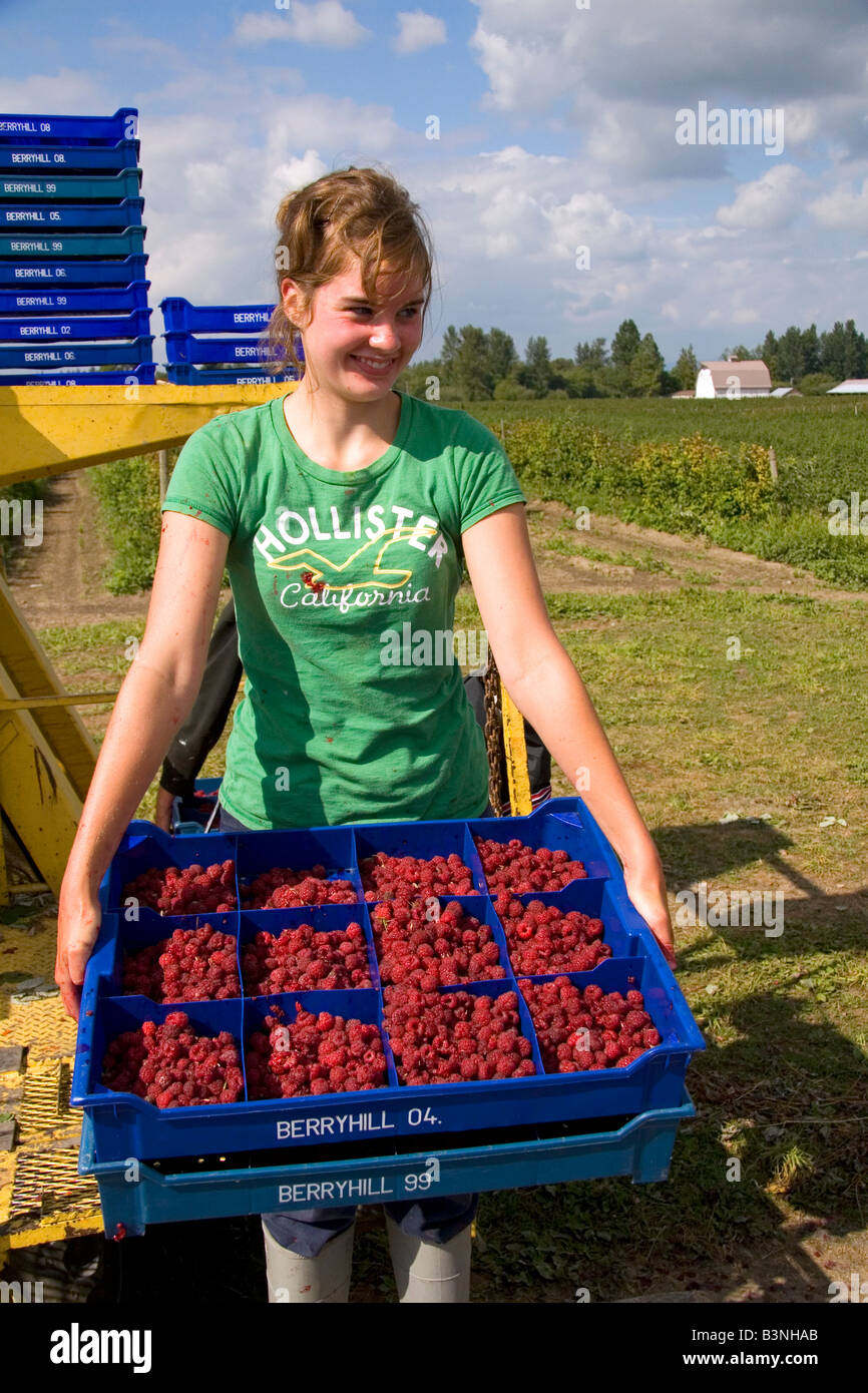 La récolte de framboises sur une ferme dans le comté de Whatcom Washington Banque D'Images