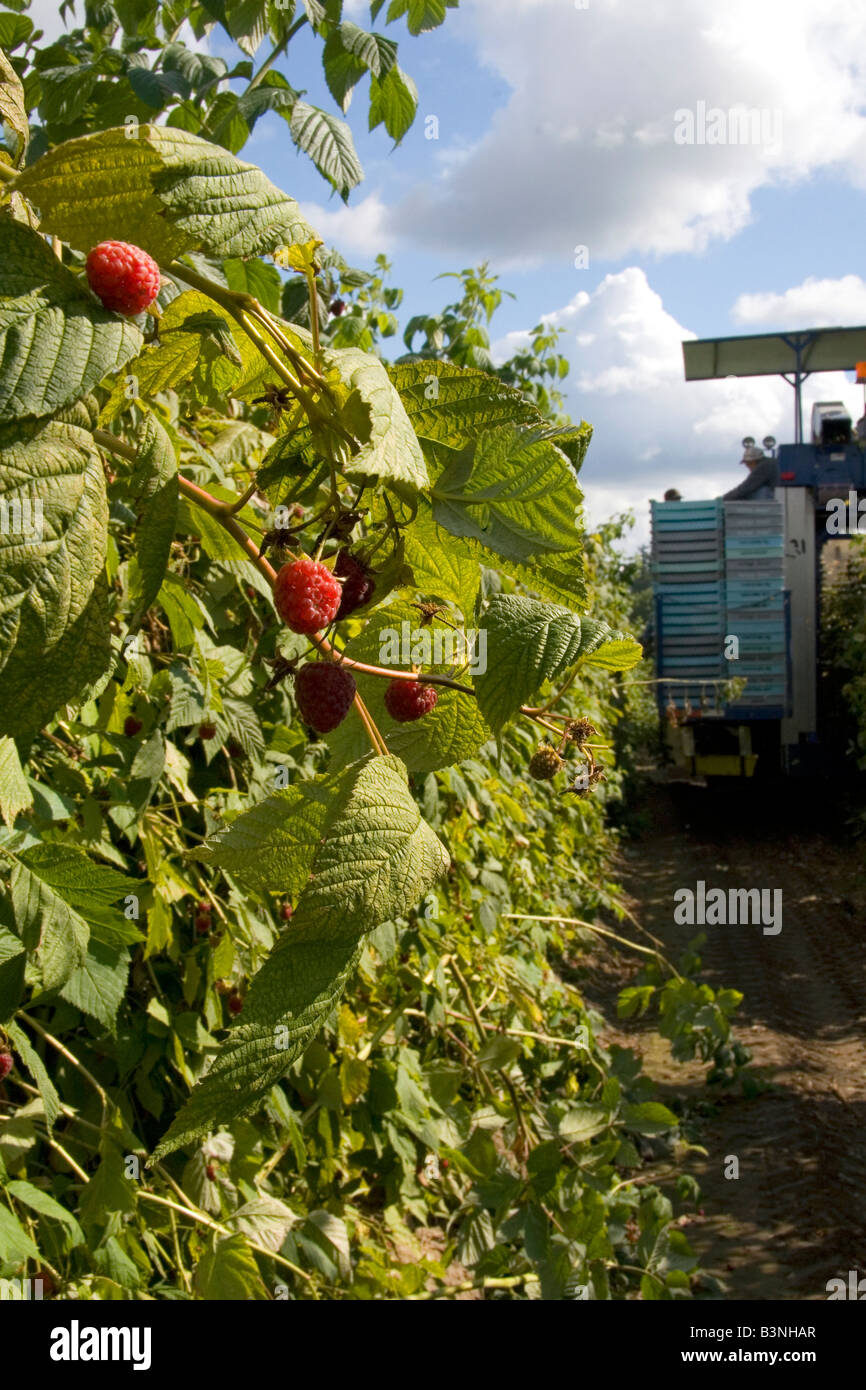 La récolte de framboises sur une ferme dans le comté de Whatcom Washington Banque D'Images